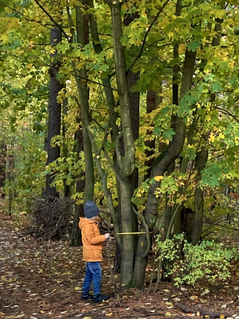 Badamy drzewa - sprawdzamy ich nazwy, obserwujemy ich wygląd. Patrzymy na jesienną przyrodę.